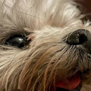 Meet your Posher, Jill